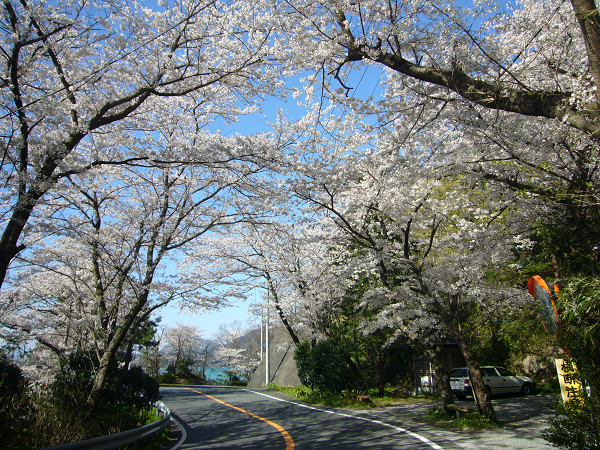 (2790)室岩洞の桜