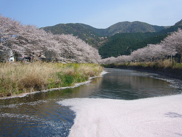 (2799)那賀川沿いの桜