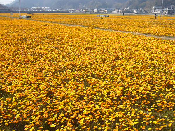 (2800)田んぼをつかった花畑