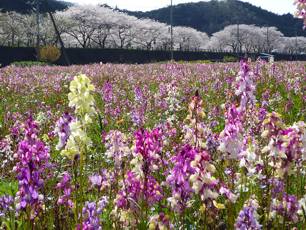 (2802)花畑と桜