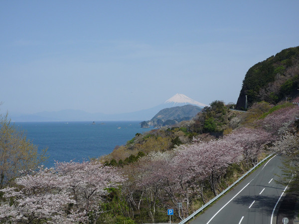 (2804)富士山と桜