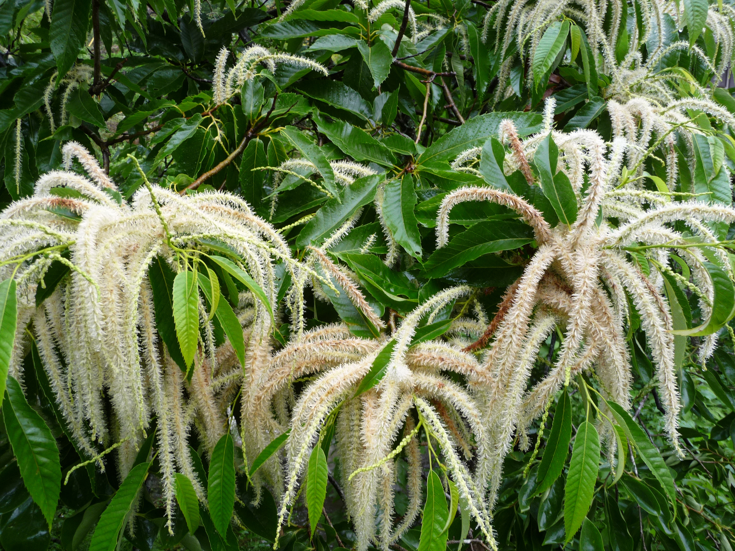 2811 栗の花 松崎町