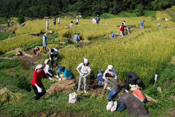 (2864)棚田収穫祭