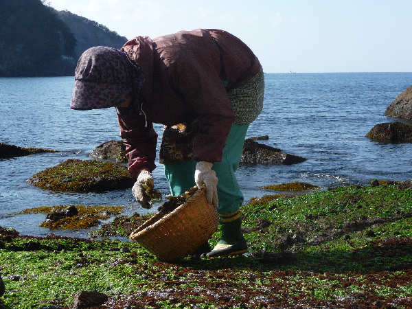 (2897)岩のり採り