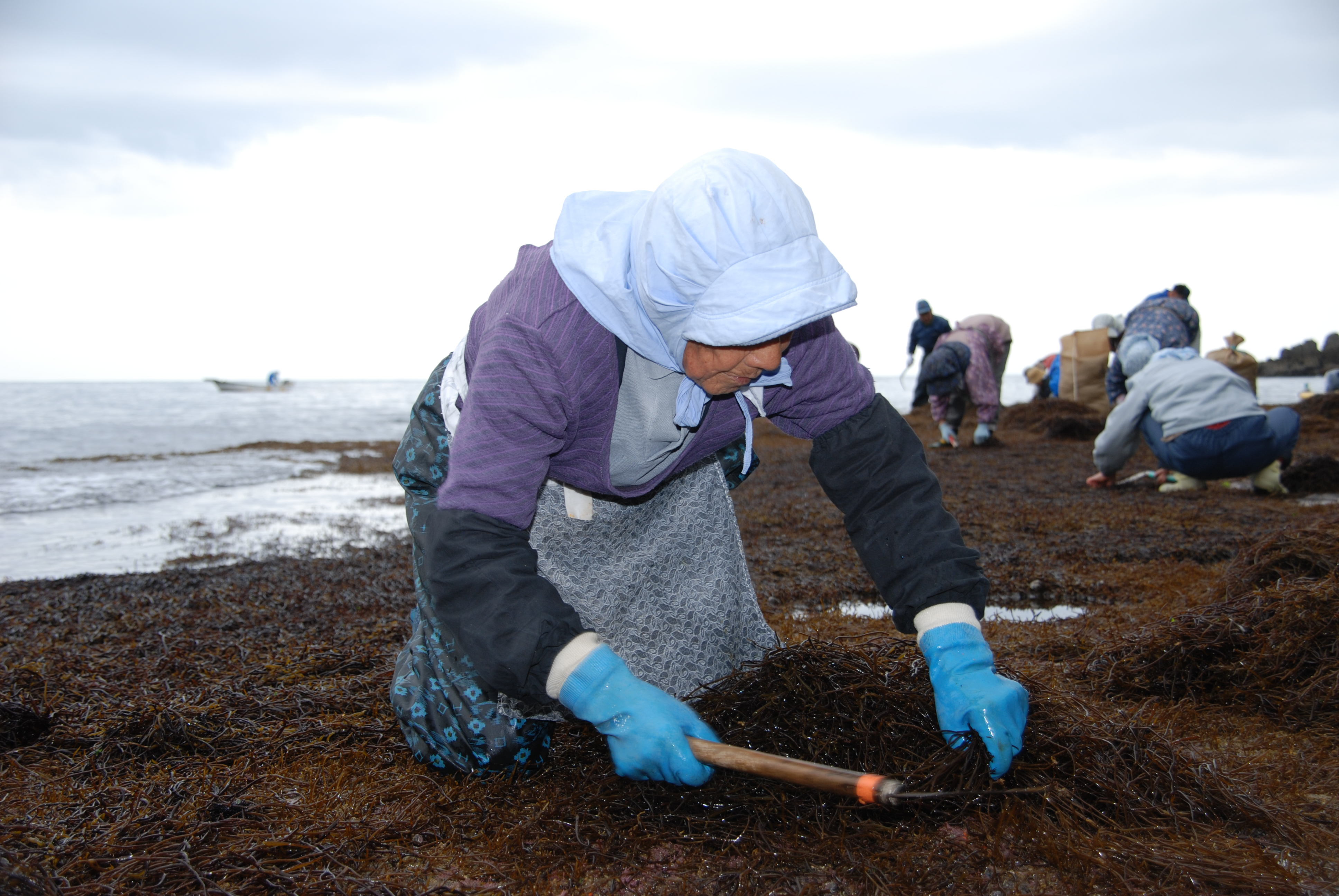 29 ひじき狩り 松崎町