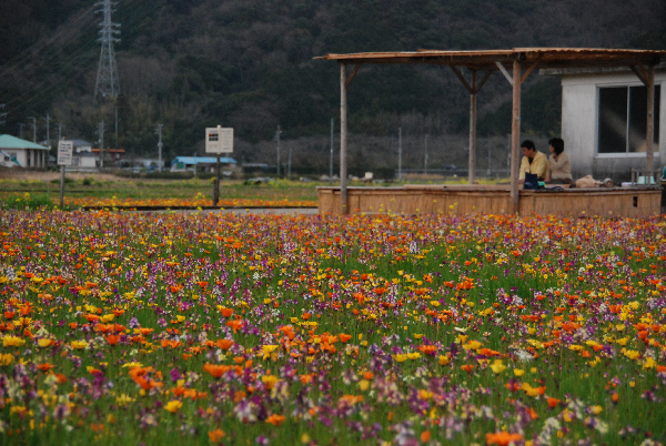 (2905)田んぼをつかった花畑