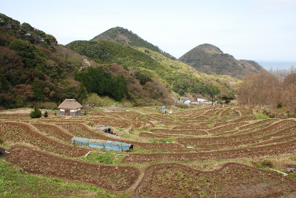 (2909)棚田