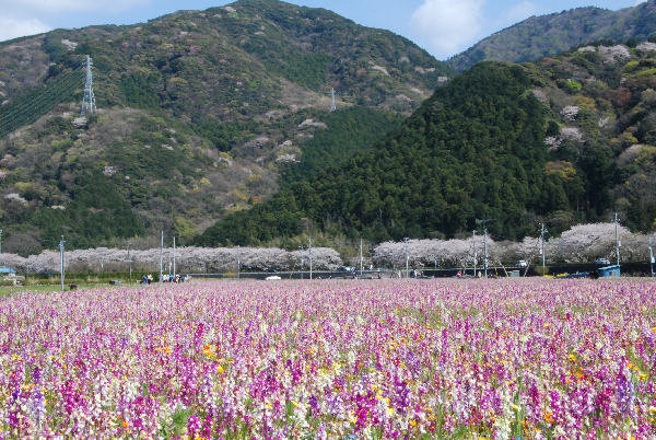 (2919)田んぼをつかった花畑