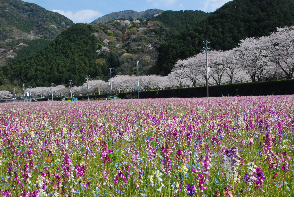 (2920)田んぼをつかった花畑