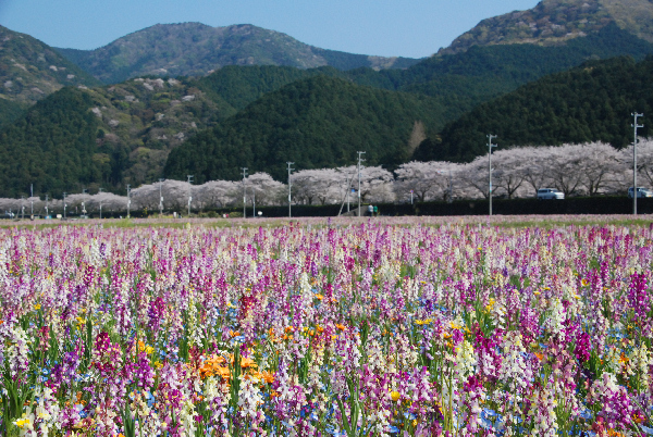 (2921)田んぼをつかった花畑