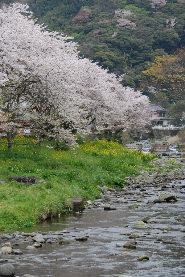 (2924)大沢温泉の桜