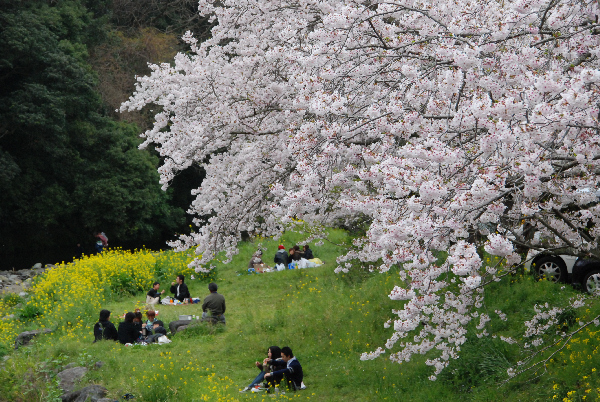 (2925)大沢温泉の桜