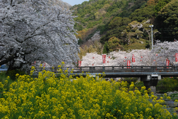 (2926)大沢温泉の桜