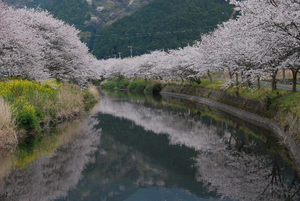 (2927)那賀川堤の桜