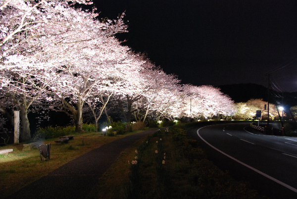 (2928)那賀川堤の夜桜