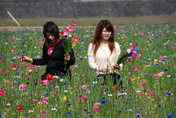 (2929)田んぼをつかった花畑花狩り