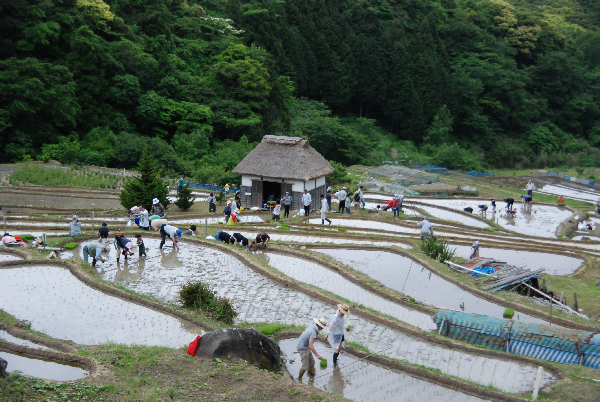 (2937)棚田田植え祭