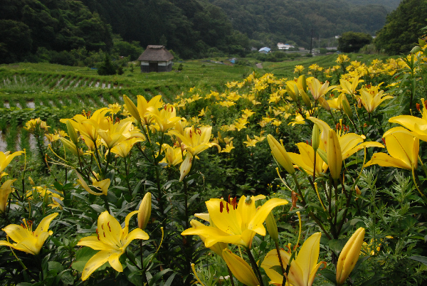 (2964)棚田