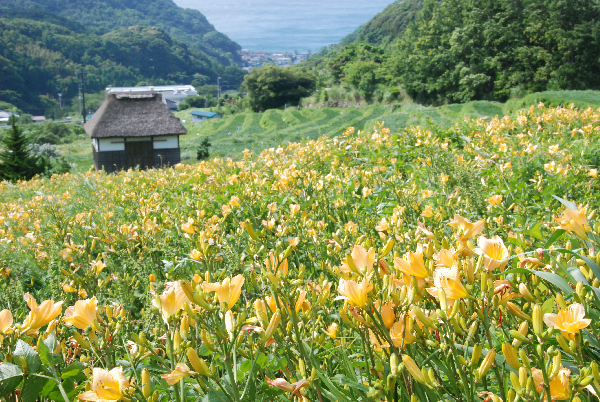 (2965)棚田