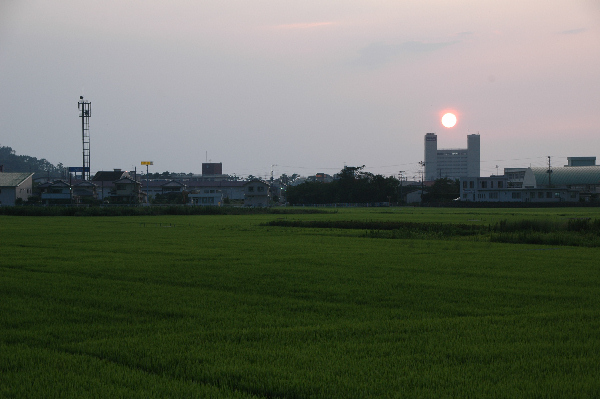 (2995)田んぼと夕日