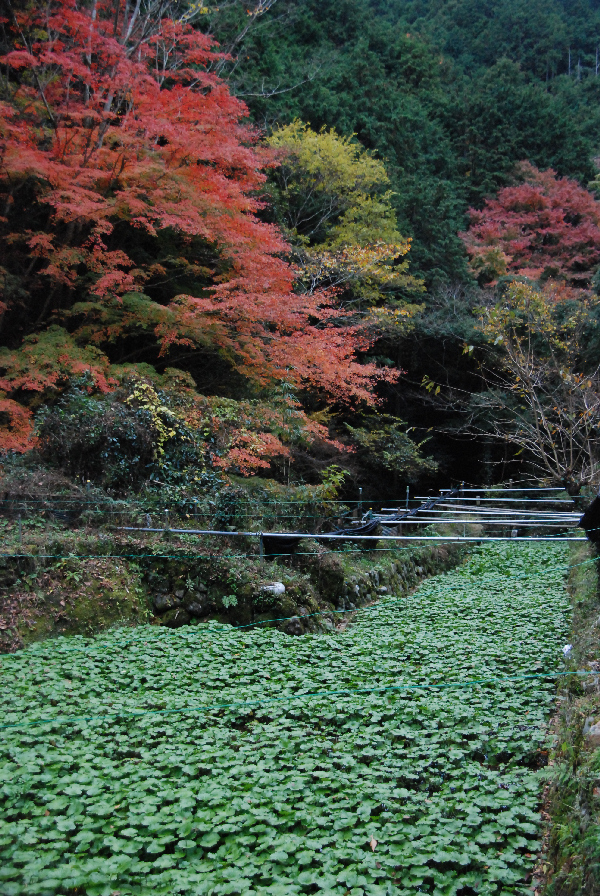 (3045)わさび田と紅葉