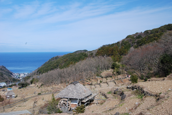 (3083)棚田