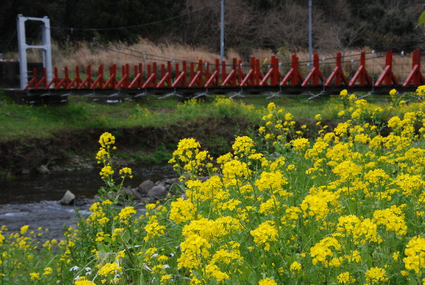 (3097)しろかに橋