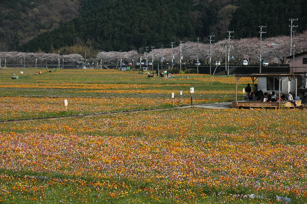 (3099)田んぼをつかった花畑