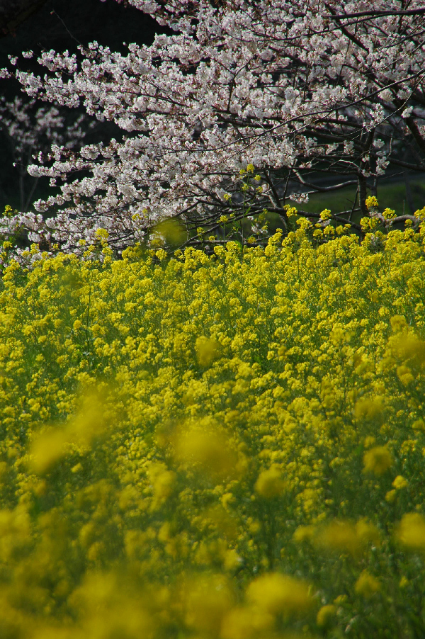 (3100)桜と菜の花