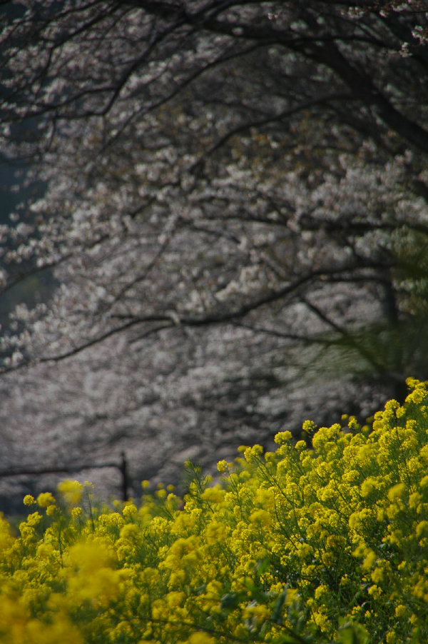 (3101)桜と菜の花