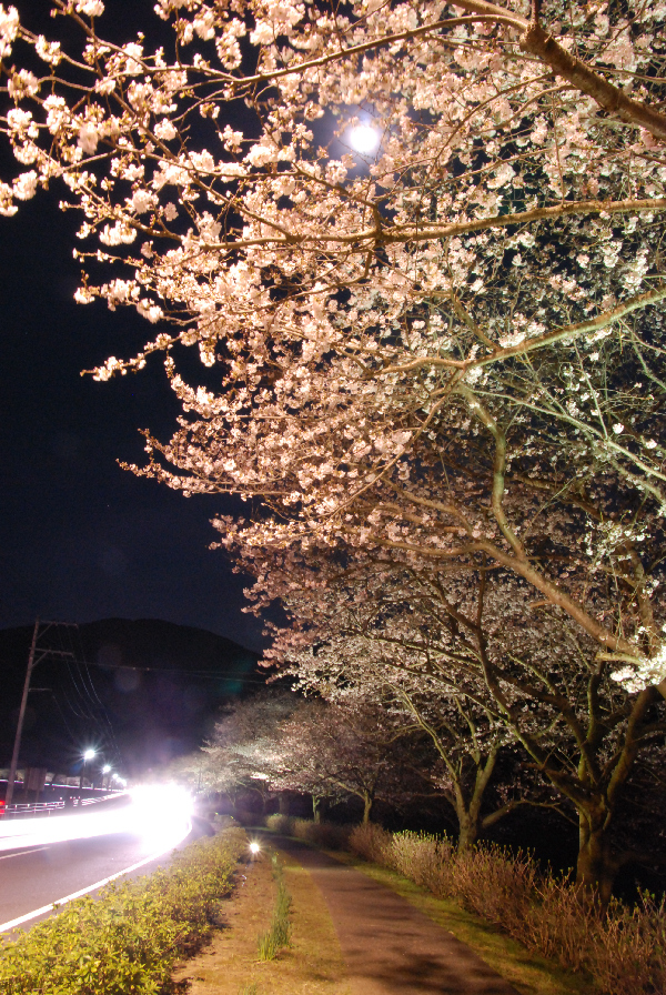 (3102)桜のライトアップ