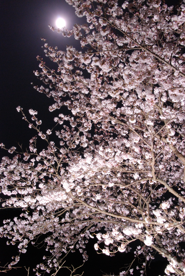 (3104)桜のライトアップ