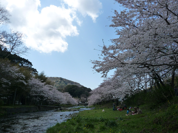 (3105)大沢温泉の桜