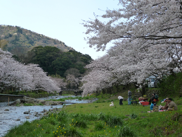 (3106)大沢温泉の桜