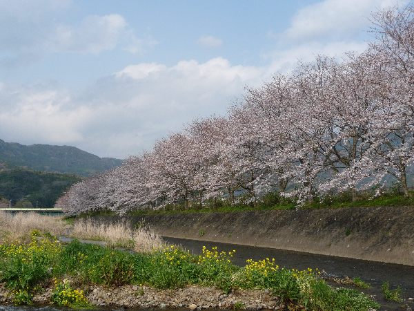 (3107)那賀川堤の桜