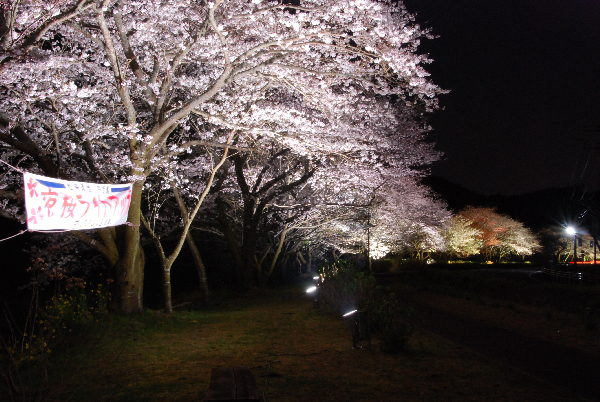 (3108)桜のライトアップ