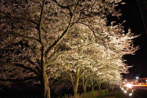 (3109)桜のライトアップ