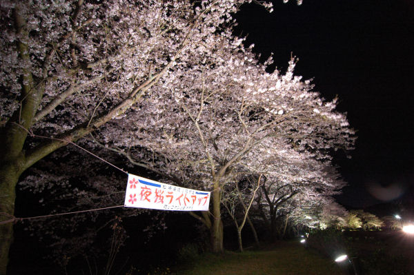 (3110)桜のライトアップ