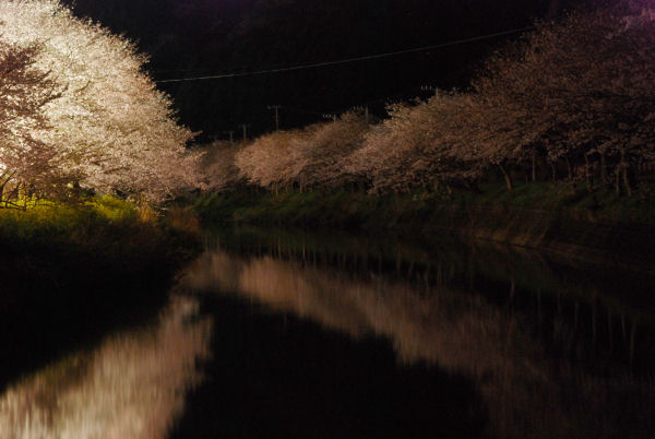(3111)桜のライトアップ