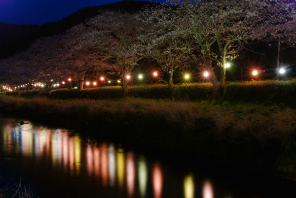 (3112)桜のライトアップ
