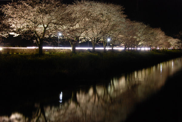 (3113)桜のライトアップ
