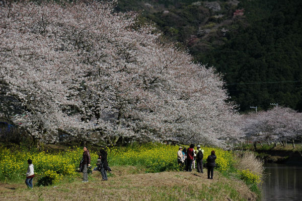 (3114)那賀川堤の桜