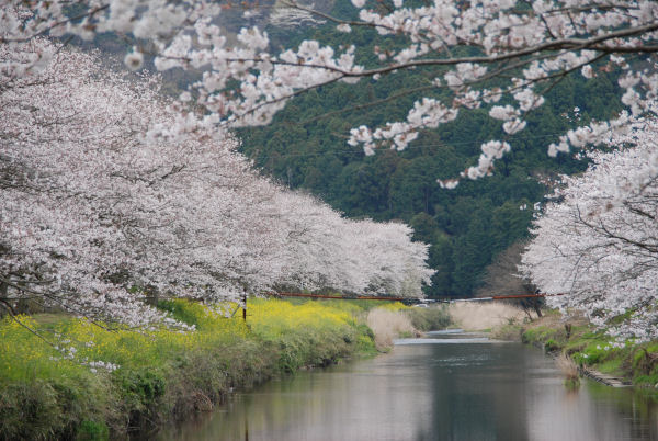 (3115)那賀川堤の桜