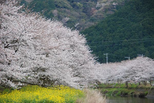 (3116)那賀川堤の桜