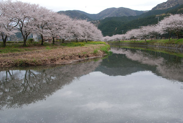 (3117)那賀川堤の桜