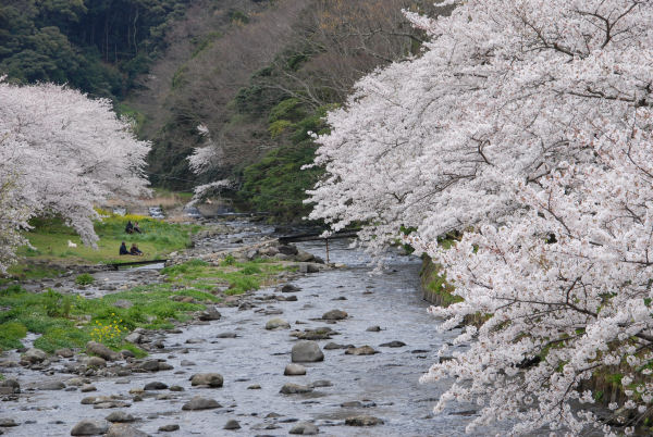 (3118)大沢温泉の桜