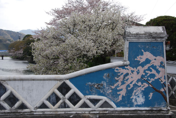 (3119)ときわ大橋と桜