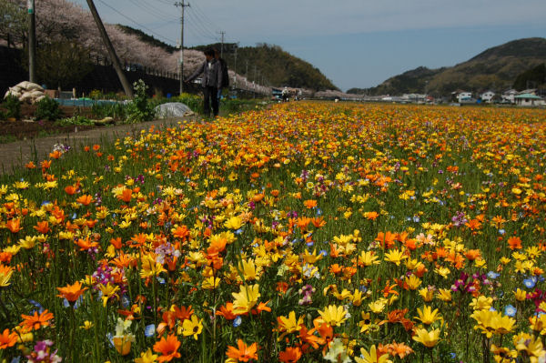 (3121)田んぼをつかった花畑