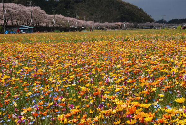 (3122)田んぼをつかった花畑