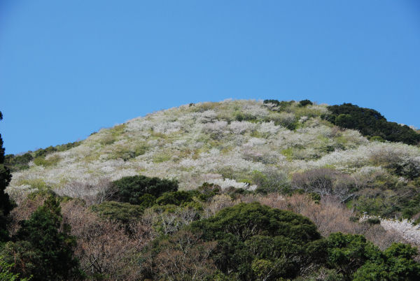 (3124)高通山の桜